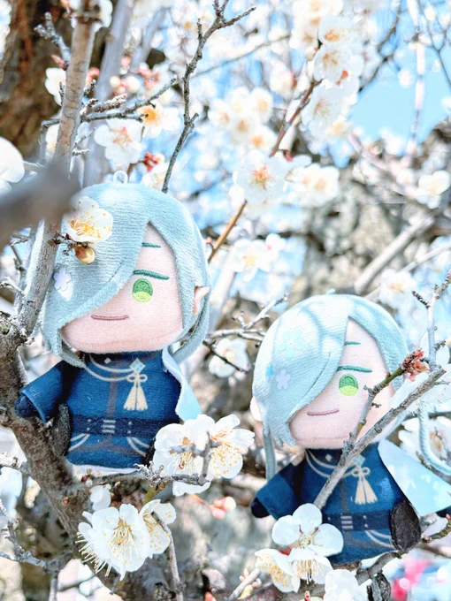 こちらやっと庭の梅が満開です 今年も梅の花の妖精さん……