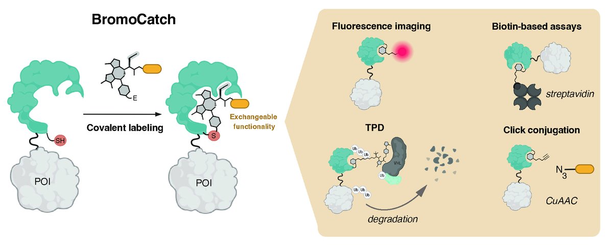María Rodríguez-Ríos (@mariarrios3) on Twitter photo I am delighted to share the story that we've been crafting at the <a href="/UoDCeTPD/">Centre for Targeted Protein Degradation</a> in collaboration with <a href="/Tocris/">Tocris Bioscience</a> <a href="/biotechne/">Bio-Techne</a> for the last to years! We're thrilled to present BromoCatch - a self-labeling tag platform for protein analysis and manipulation.
biorxiv.org/content/10.110… I am delighted to share the story that we've been crafting at the <a href="/UoDCeTPD/">Centre for Targeted Protein Degradation</a> in collaboration with <a href="/Tocris/">Tocris Bioscience</a> <a href="/biotechne/">Bio-Techne</a> for the last to years! We're thrilled to present BromoCatch - a self-labeling tag platform for protein analysis and manipulation.
biorxiv.org/content/10.110…