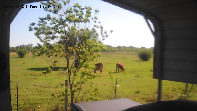 NoLeader's tweet image. cow cam