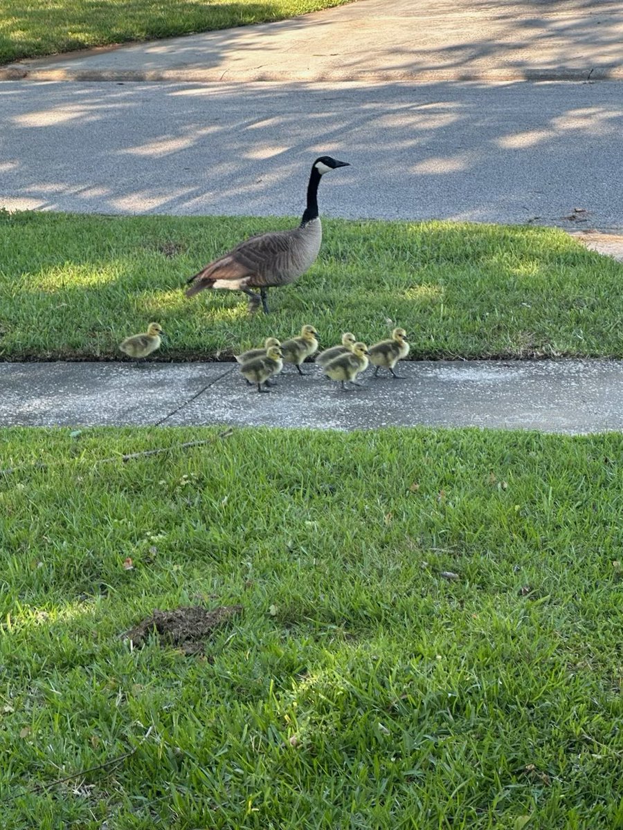 FCIrrigation's tweet photo. Animal friends 

#SprinklerHead #irrigation #sprinklerrepair #ilovejax #jaxbeach #irrigationrepairs  #springtuneup #pontevedrabeach #fivestarreviews #customerservice #smallbusiness https://t.co/l33iSUQdYN