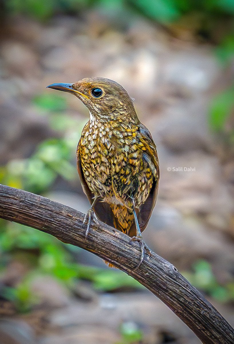 dalvisalil13's tweet photo. The magic of an enchanted forest comes from its Birds

Blue Capped Rock Thrush, female

#thewildsideofindia #bearvalleycamp #NaturePhotography #birdsworld #india #sonyalpha #sony https://t.co/rzMnL8XDfe