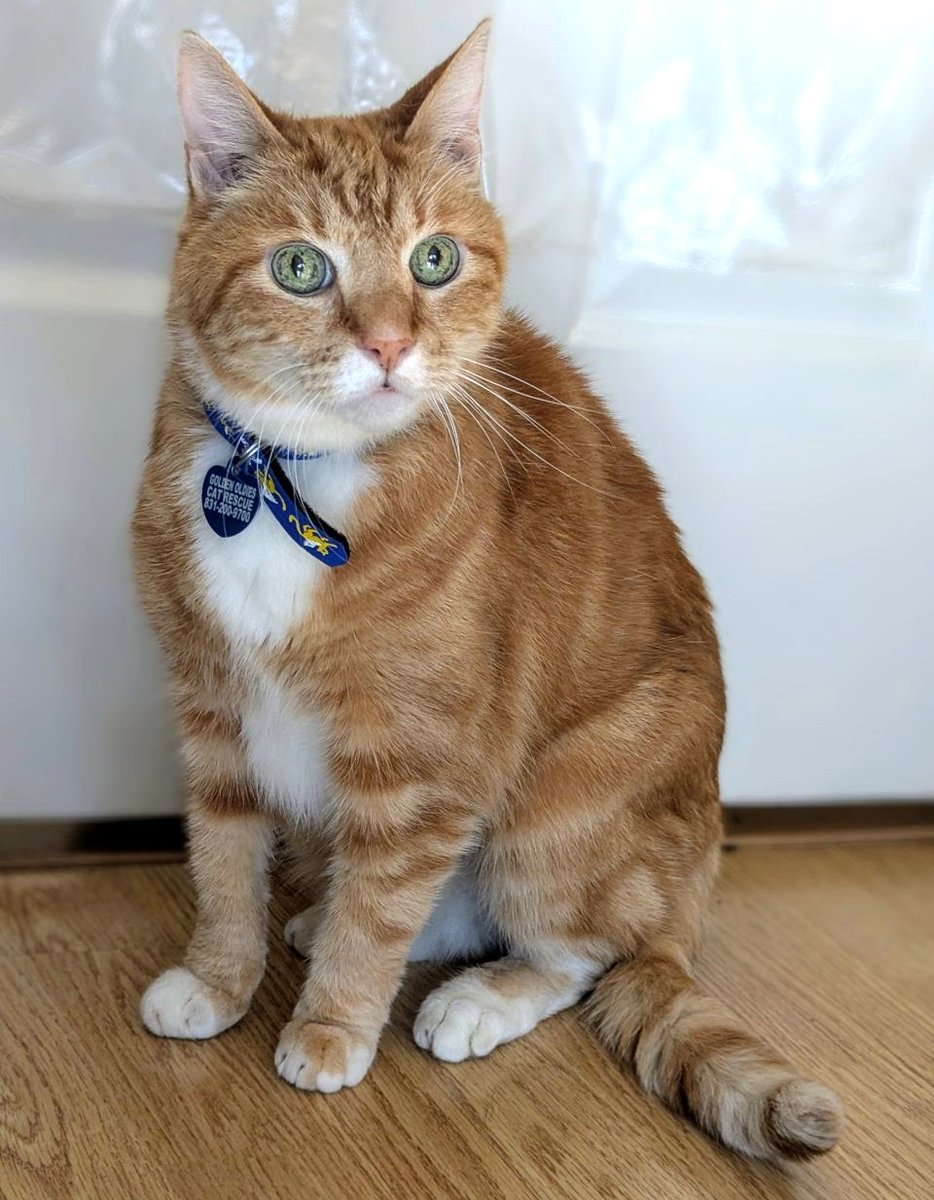 🥳🎊🎉Sweet 16.5YO Senior Orange Tabby &amp; White Kitty CHESTER Has Been Adopted By His Foster!🎉🎊🥳
➡4 INFO gocatrescue.org/gocr_cat/chest…
❤Thank You 4 Sharing❤
#RehomeHour US #CATS