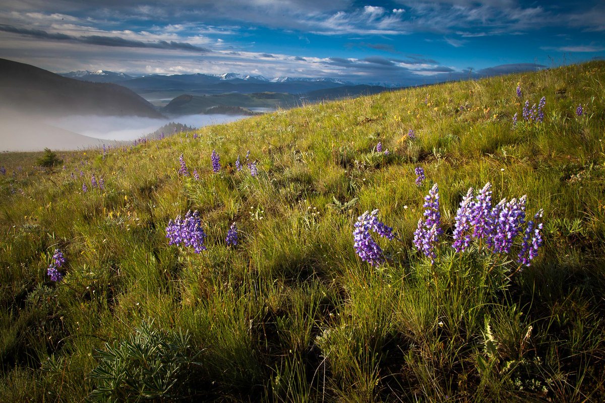 RockCreekRanch's tweet photo. Spring is one of Montana’s best-kept secrets with mild days, endless adventure, and wide-open spaces. 🪻 https://t.co/t4OmvWmZlC