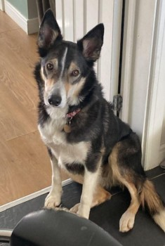 millypod1's tweet photo. 🆘7 APR 2025 #Lost OTIS #ScanMe #Tagged
Tricolour Border Collie Male
Hisehope Reservoir, near #Stanhope #CountyDurham #DH8
https://t.co/yeEJThhsrY https://t.co/igr84yF0dF