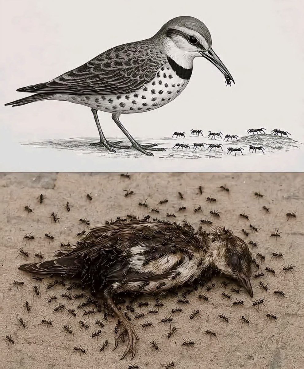 في يومٍ كان يلتقط طعامه 
وفي يومٍ آخر أصبح هو الطعام
هكذا هي الدنيا لا بقاء لقوة ولا خلود لحياة.

"كُلُّ من عليها فان، ويبقى وجه ربك ذو الجلال والإكرام."