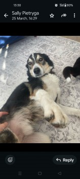millypod1's tweet photo. 🆘7 APR 2025 #Lost OTIS #ScanMe #Tagged
Tricolour Border Collie Male
Hisehope Reservoir, near #Stanhope #CountyDurham #DH8
https://t.co/yeEJThhsrY https://t.co/igr84yF0dF