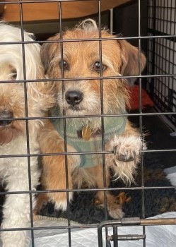 millypod1's tweet photo. 🆘8 APR 2025 #Lost PICKLE MISSING IN TRANSIT #ScanMe White & Tan Terrier Cross Female
Station Road #AshbyMagna #Lutterworth #Leicestershire #LE17
Pickle was on way to transit kennels, with owner on way to airport to travel. Area unknown to little dog 😢
https://t.co/HjsXa8QYUF https://t.co/7O3DRLDu40