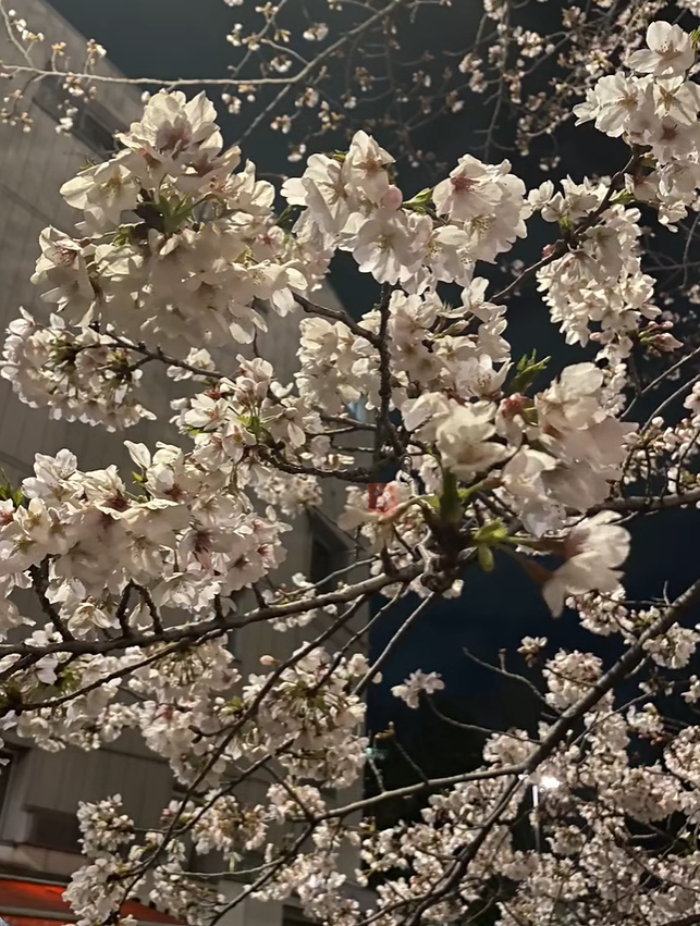 千鳥ヶ淵夜桜です🌸
