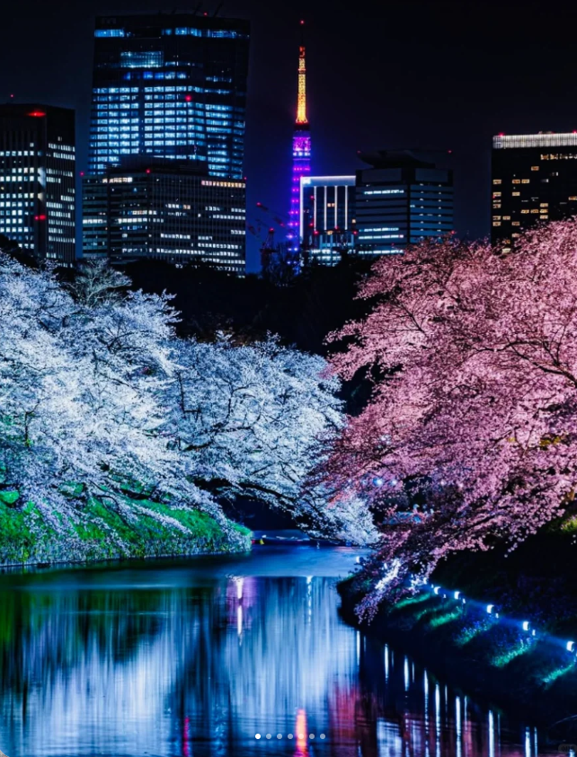 千鳥ヶ淵夜桜攻略です🌸