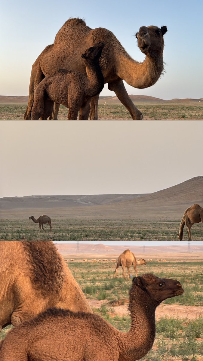 _Yz98's tweet photo. Al Jouf 🤎🐪
8.4.2025 https://t.co/Qqt2ZQ876w