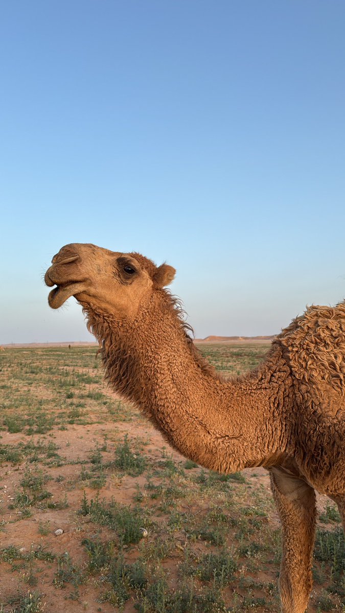 _Yz98's tweet photo. Al Jouf 🤎🐪
8.4.2025 https://t.co/Qqt2ZQ876w