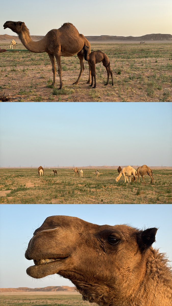 _Yz98's tweet photo. Al Jouf 🤎🐪
8.4.2025 https://t.co/Qqt2ZQ876w