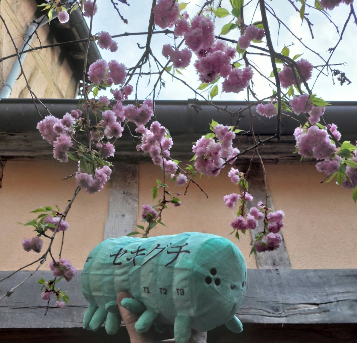 Archi™ tweet media