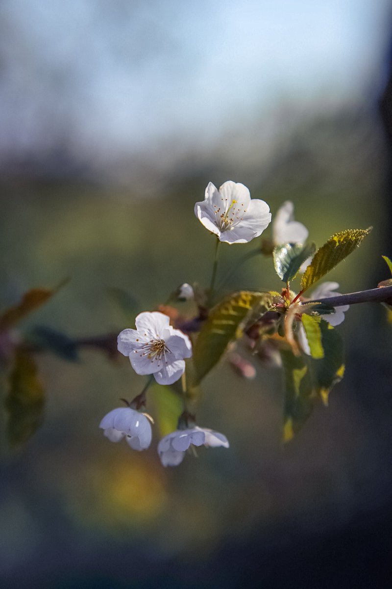 YvetteLouise_'s tweet photo. Spring blossoms 😊🌸

📸 YL

#springflowers #blossom #northwales #photography #flowerphoto #springphotography #springphotos #Spring #Blossoms https://t.co/oo7oiauEk7