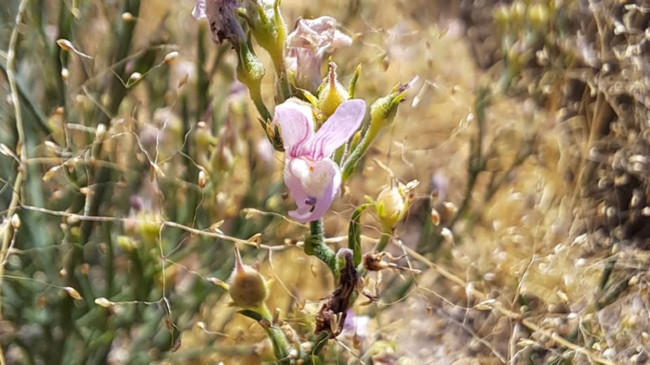 Así es la planta abulense, única en el mundo, que podría eliminar el arsénico del agua
avilared.com/art/83224/asi-…