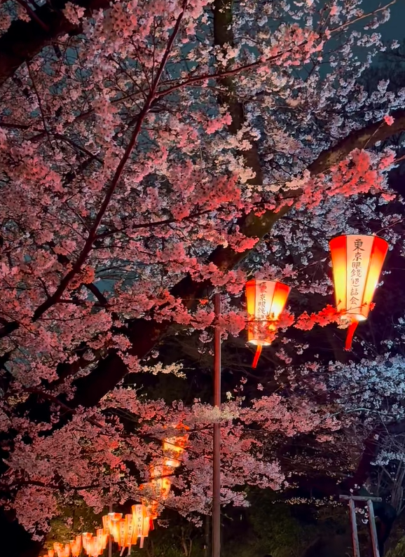 上野恩賜公園夜桜攻略です🌸
