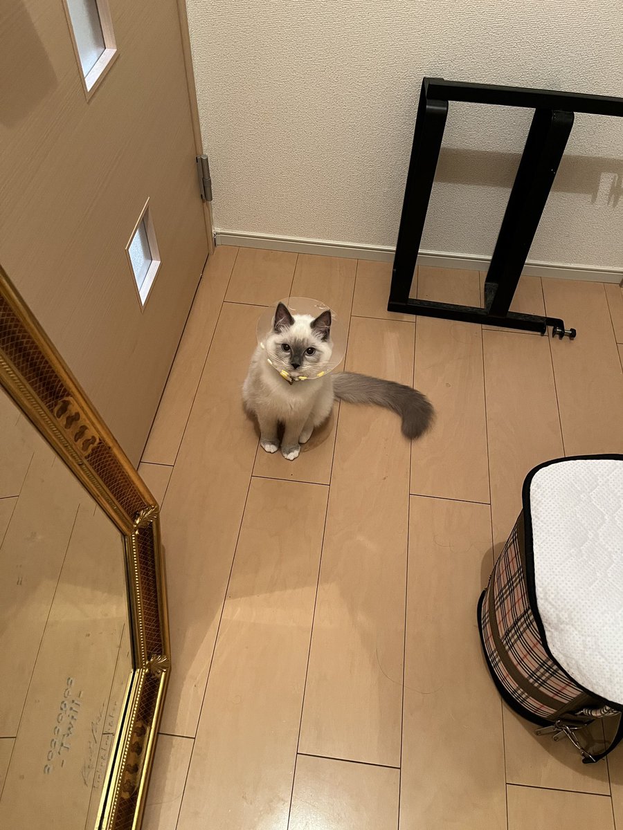 ベビガングロ👶