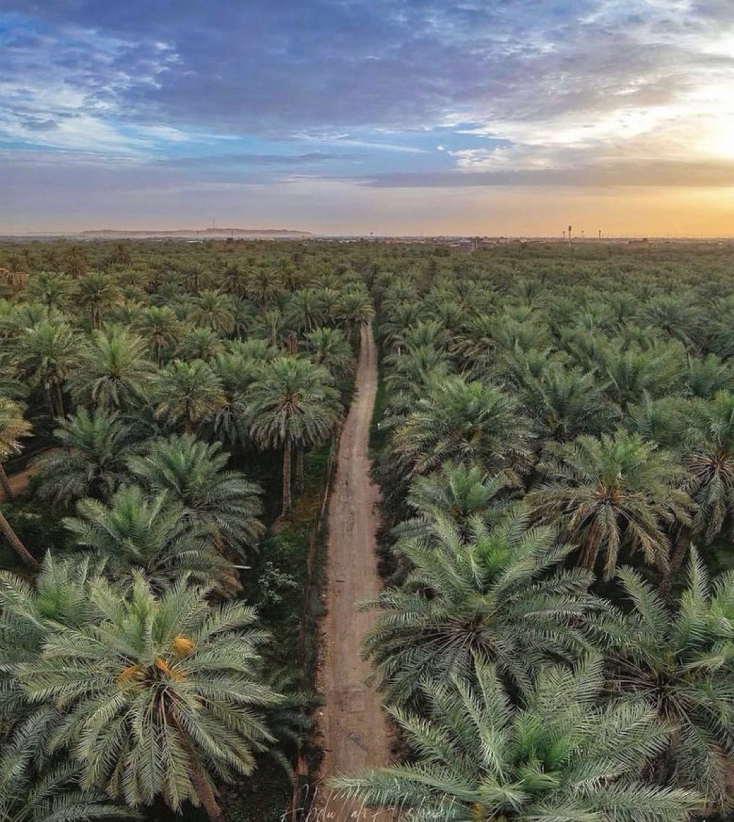 "واحـة الأحـساء" 
أكبر واحة نخيل طبيعية في العالم🌴🇸🇦