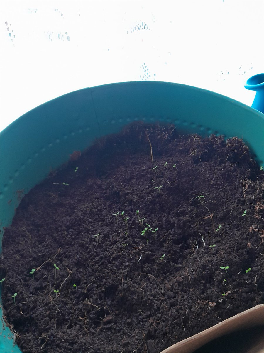 My tomatoes and strawberries