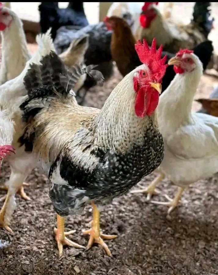 gando224's tweet photo. Nous vendons et livrons tous les ingrédients nécessaires pour l'alimentation des animaux ( Maïs, Coquillage, palmiste, Poisson, son...). Après l'achat nous vous fournirons des bonnes formules alimentaires si besoin.
Tél: 620-718-716.
@lipton_glacee @_ManTrustH @Le_Syndicat_225 https://t.co/JhWnK78VZM