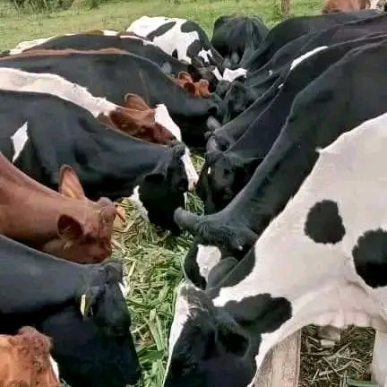 gando224's tweet photo. Nous vendons et livrons tous les ingrédients nécessaires pour l'alimentation des animaux ( Maïs, Coquillage, palmiste, Poisson, son...). Après l'achat nous vous fournirons des bonnes formules alimentaires si besoin.
Tél: 620-718-716.
@lipton_glacee @_ManTrustH @Le_Syndicat_225 https://t.co/JhWnK78VZM