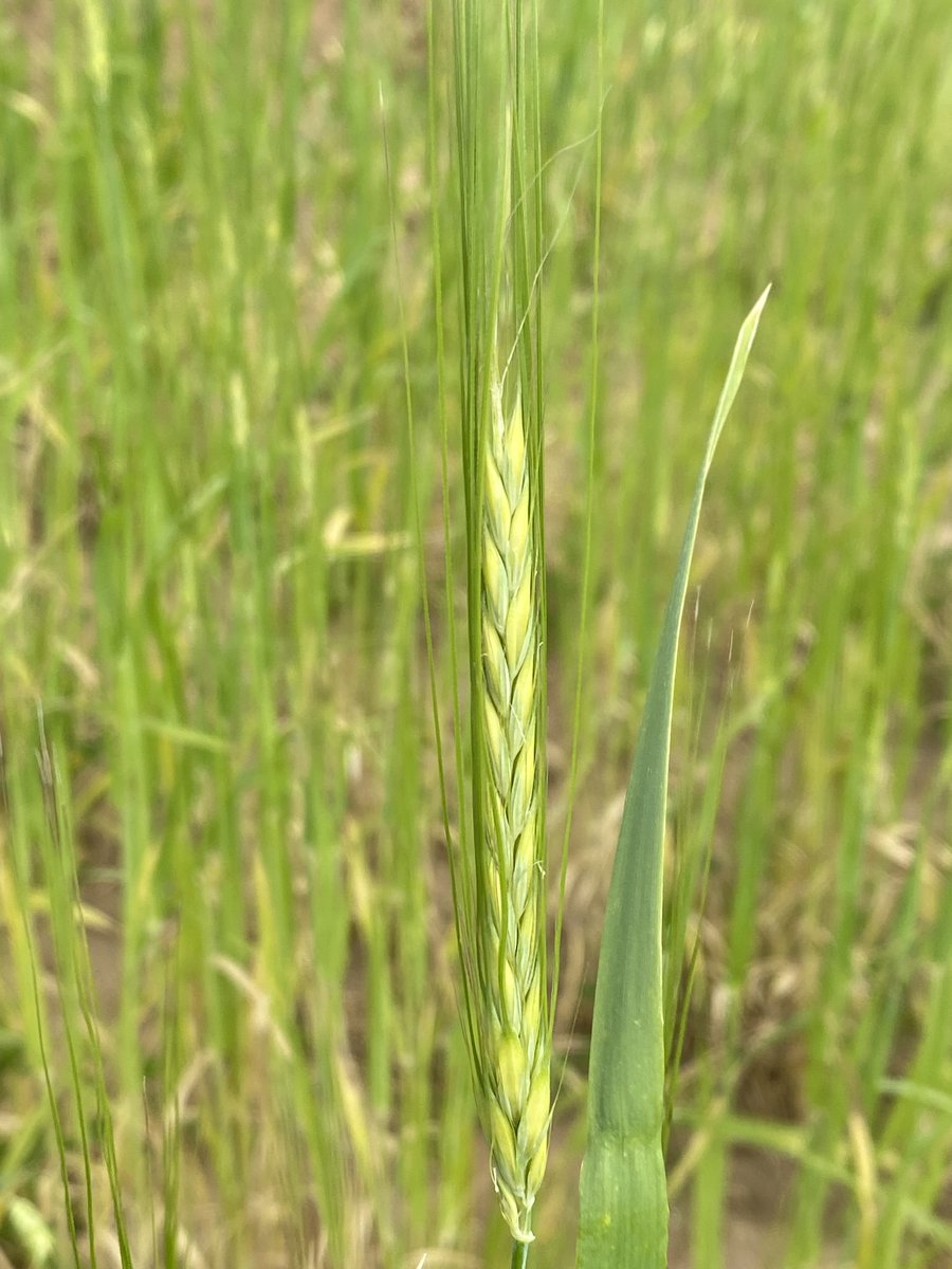 HajerBENGHANEM's tweet photo. Exciting visit to Mornag Station's #INRAT barley trial! Revealing the Diversity of Barley Quality Traits through Synergies between On-Farm Practices and Technological Innovations project is making great strides #Diversity #IrregularSpike #Ethiopia #BSF @ICARDA @FAO #ITPGRFA https://t.co/Py3hMQw9Ik