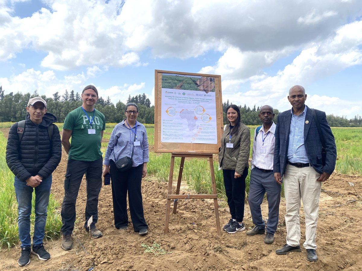HajerBENGHANEM's tweet photo. Exciting visit to Mornag Station's #INRAT barley trial! Revealing the Diversity of Barley Quality Traits through Synergies between On-Farm Practices and Technological Innovations project is making great strides #Diversity #IrregularSpike #Ethiopia #BSF @ICARDA @FAO #ITPGRFA https://t.co/Py3hMQw9Ik