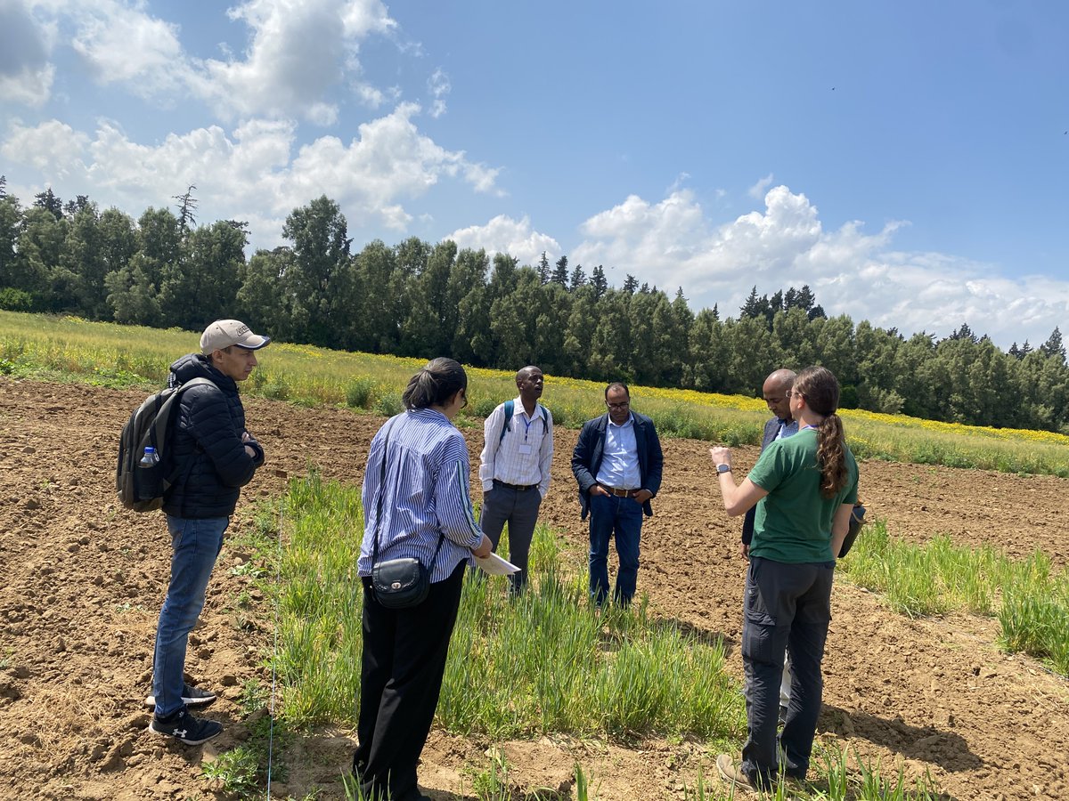 HajerBENGHANEM's tweet photo. Exciting visit to Mornag Station's #INRAT barley trial! Revealing the Diversity of Barley Quality Traits through Synergies between On-Farm Practices and Technological Innovations project is making great strides #Diversity #IrregularSpike #Ethiopia #BSF @ICARDA @FAO #ITPGRFA https://t.co/Py3hMQw9Ik