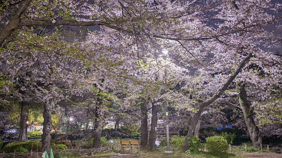 気分転換の夜桜