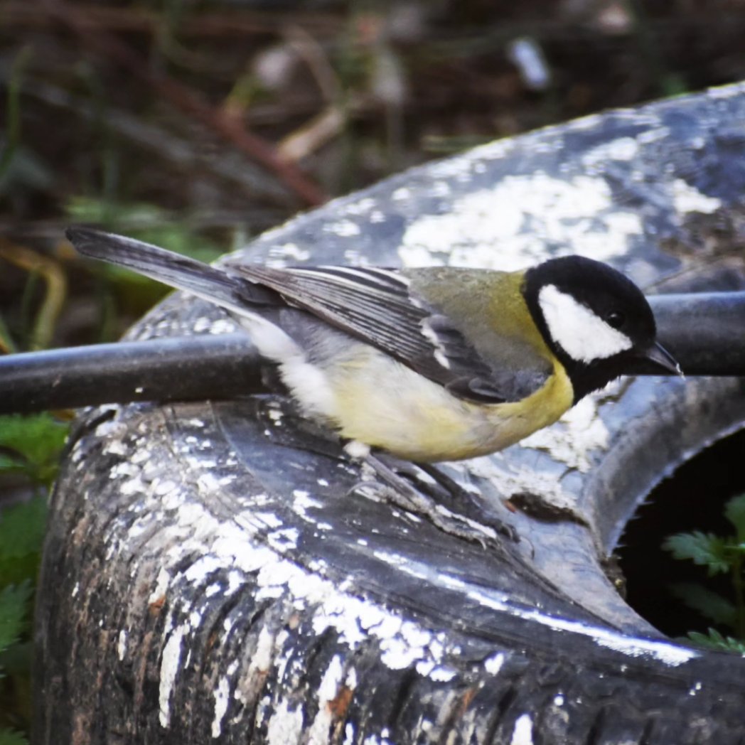 pinar__kural's tweet photo. #büyükbaştankara #kuşgözlem #birdwatching #birdphotography #birdlovers #kuşlar #trakuş https://t.co/eDD9MJi2Lq
