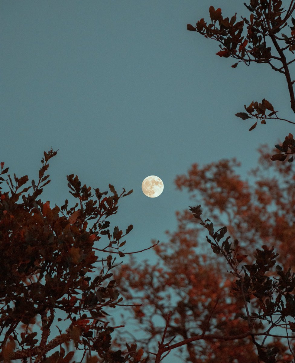 i could look at you all night, my moon