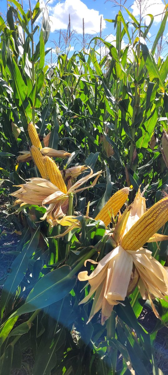 forte_ricardo's tweet photo. Recorrida por 📍Speluzzi (La Pampa); el 🌽NS7921 VIP3 CL🌽  con 43.000 plantas logradas a 70.  Transitando la 2024/25 firme 👍!  🇦🇷 @NideraSemillas  #Campo #Maíz #Campaña2025 #NS7921VIP3CL https://t.co/oSz5kP0Pgg