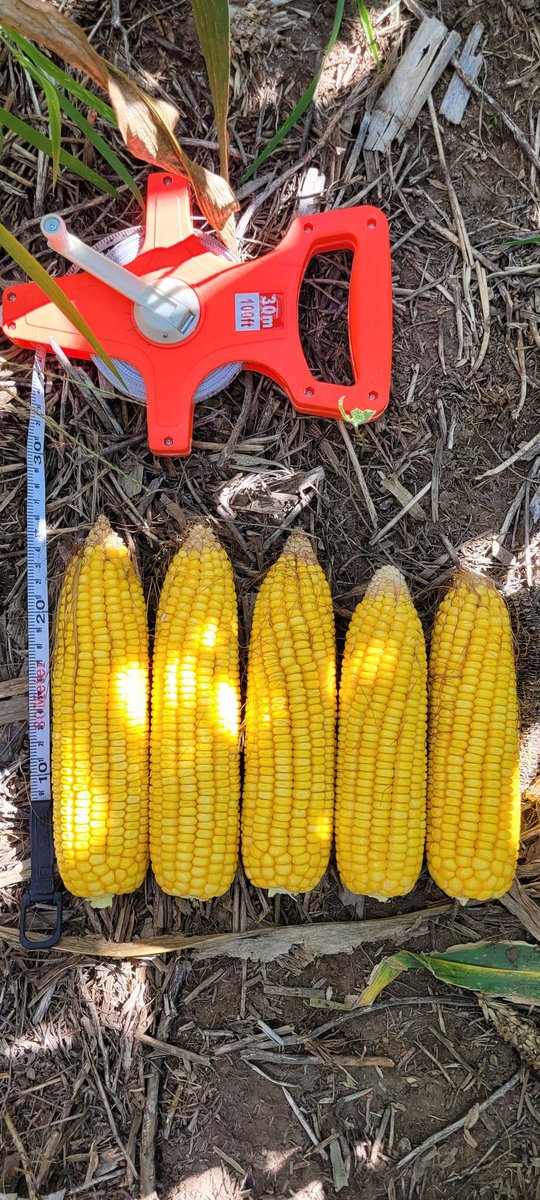 forte_ricardo's tweet photo. Recorrida por 📍Speluzzi (La Pampa); el 🌽NS7921 VIP3 CL🌽  con 43.000 plantas logradas a 70.  Transitando la 2024/25 firme 👍!  🇦🇷 @NideraSemillas  #Campo #Maíz #Campaña2025 #NS7921VIP3CL https://t.co/oSz5kP0Pgg
