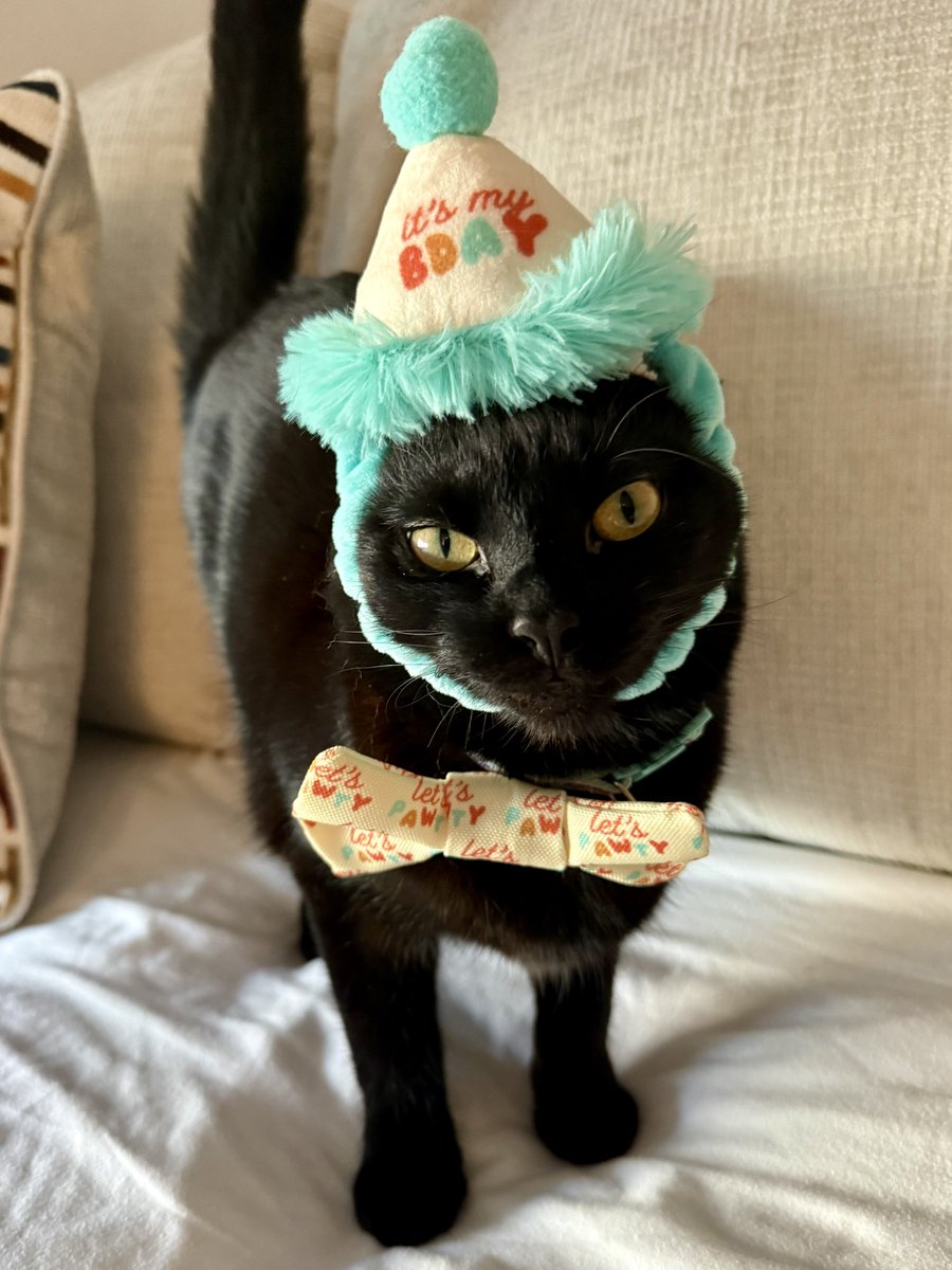 My birthday girl!! 🎉
Miss Lunara here has turned one year old today! She is requesting lots of treats as her present, please oblige. 🙏