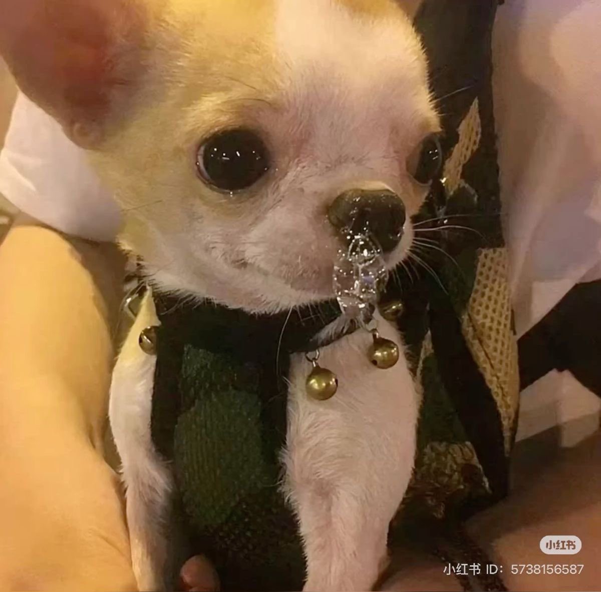 twaniimals's tweet photo. https://t.co/D2yuhUFz4c
