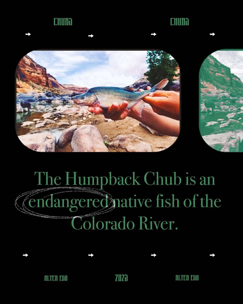 GJJackalopes's tweet image. 🚨NEW IDENTITY 🚨
Meet the CHUBS! Every Wednesday the Jackalopes will become the Humpback Chubs! For more information about the Chubs click on the link below! 
gjjackalopes.com/sports/bsb/202…