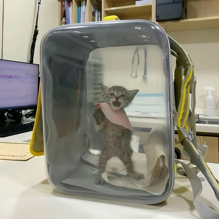 PostsOfCats's tweet photo. free him https://t.co/T12U8MtSKn