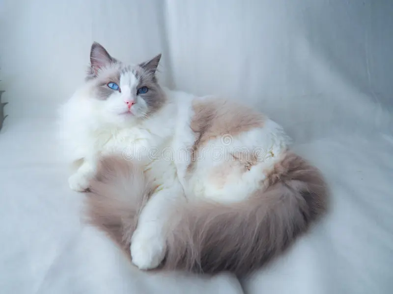 poundtownpup's tweet photo. @Granist_ad she's a ragdoll cat! They have the best feather duster tails imo https://t.co/pPtgReBrTG