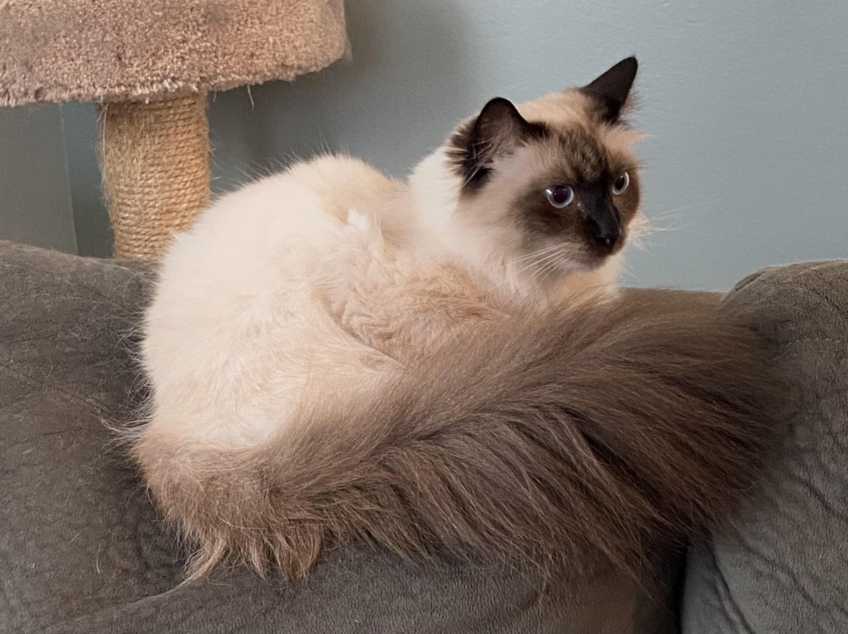 poundtownpup's tweet photo. @Granist_ad she's a ragdoll cat! They have the best feather duster tails imo https://t.co/pPtgReBrTG
