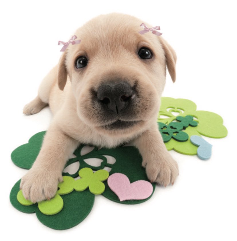 animals wearing bows tweet media