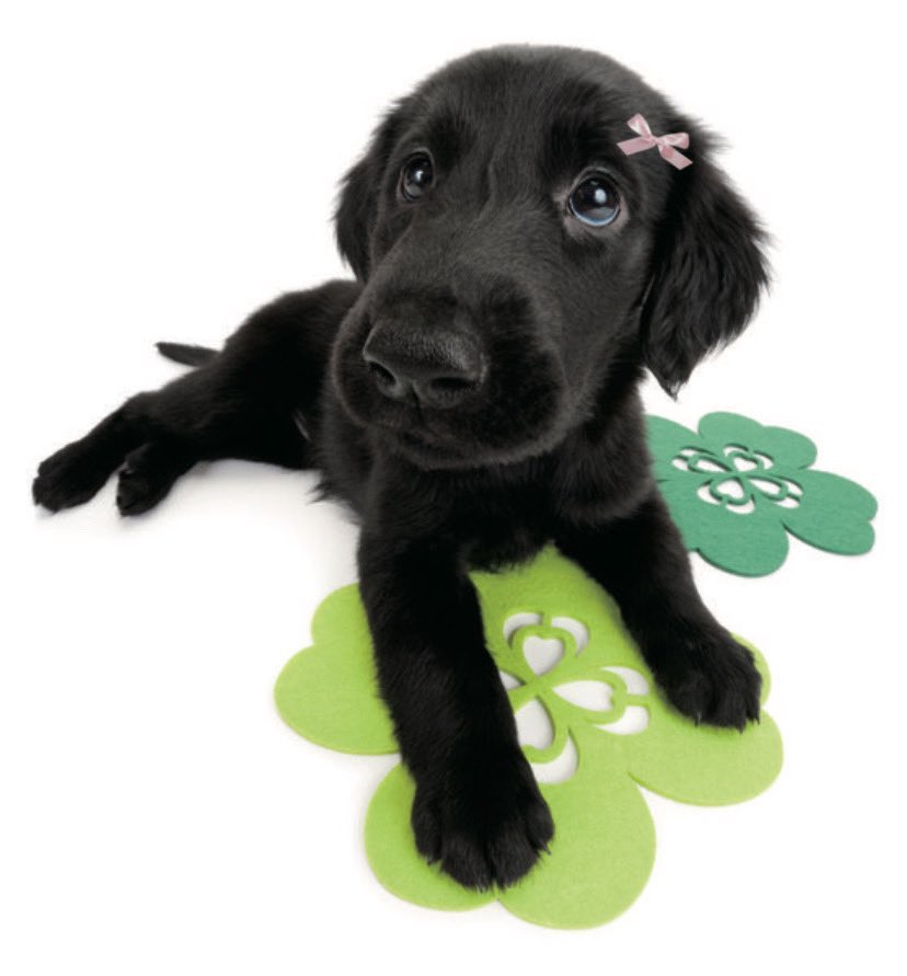 animals wearing bows tweet media