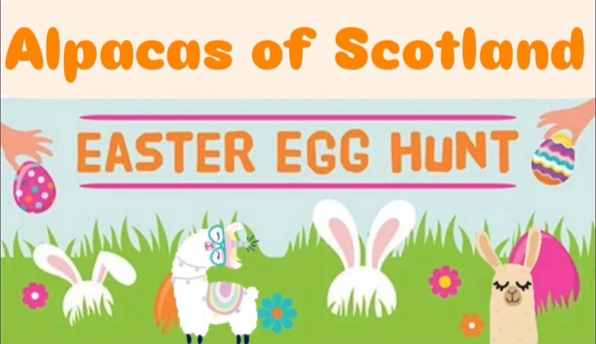 AlpacasScotland's tweet photo. 🦙🐣EASTER EGG HUNT WITH ALPACAS🐣🦙

We have limited availability on our Eggscellent Easter Egg Hunt’s with the alpacas during the school holidays!🥰

Get in touch for more information!🦙🐣🌿 https://t.co/l2m0t4W4tk