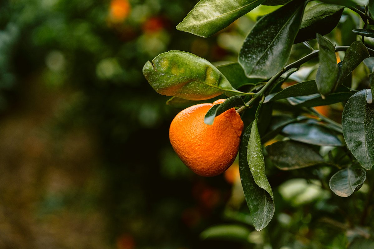 Minneola Tangelos are still in season, but not for long!

If you haven't tried this sweet, tangy citrus variety yet - there's still time to do so! Grab one before they're gone! 🍊

#EatMoreCitrus