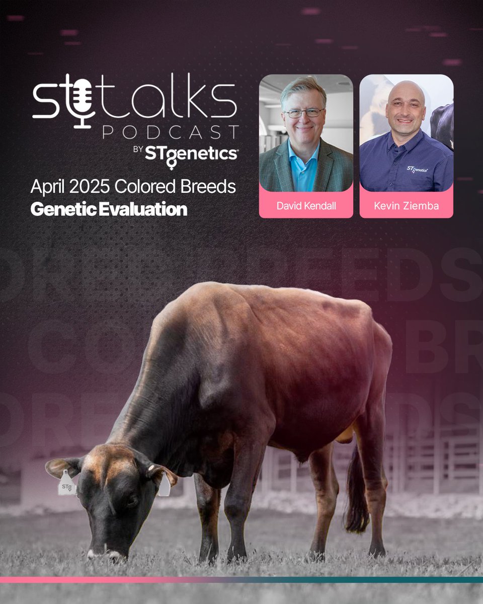 STgenetics's tweet photo. In this #STtalks we delve into significant advancements in the Jersey, Brown Swiss, Ayrshire, Guernsey and STamina™ breeds. To learn more about what happened during the April 2025 Proof Run, listen at the links below: Spotify: https://t.co/4Slpif2mwV Apple: https://t.co/GK7pgavsRQ