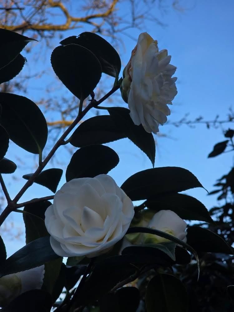 MrZak_09's tweet photo. Spring in London feels like natureโs own little magic show ๐ธโจ The flowers are blooming and it's like the world is coming alive all over again #LondonSpring #NatureMagic https://t.co/71uAmIOTT2