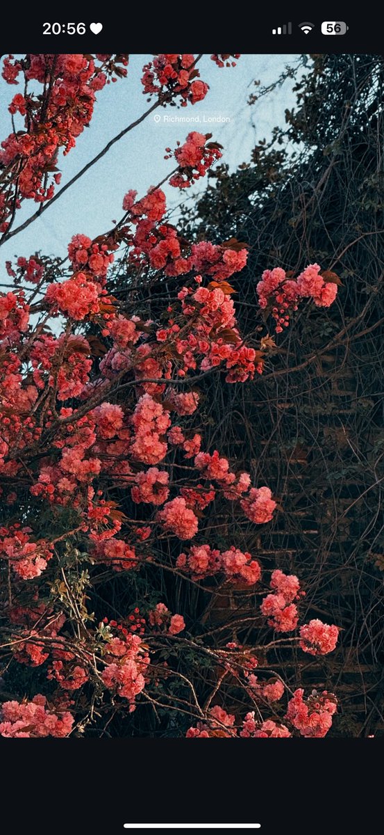 MrZak_09's tweet photo. Spring in London feels like natureโs own little magic show ๐ธโจ The flowers are blooming and it's like the world is coming alive all over again #LondonSpring #NatureMagic https://t.co/71uAmIOTT2