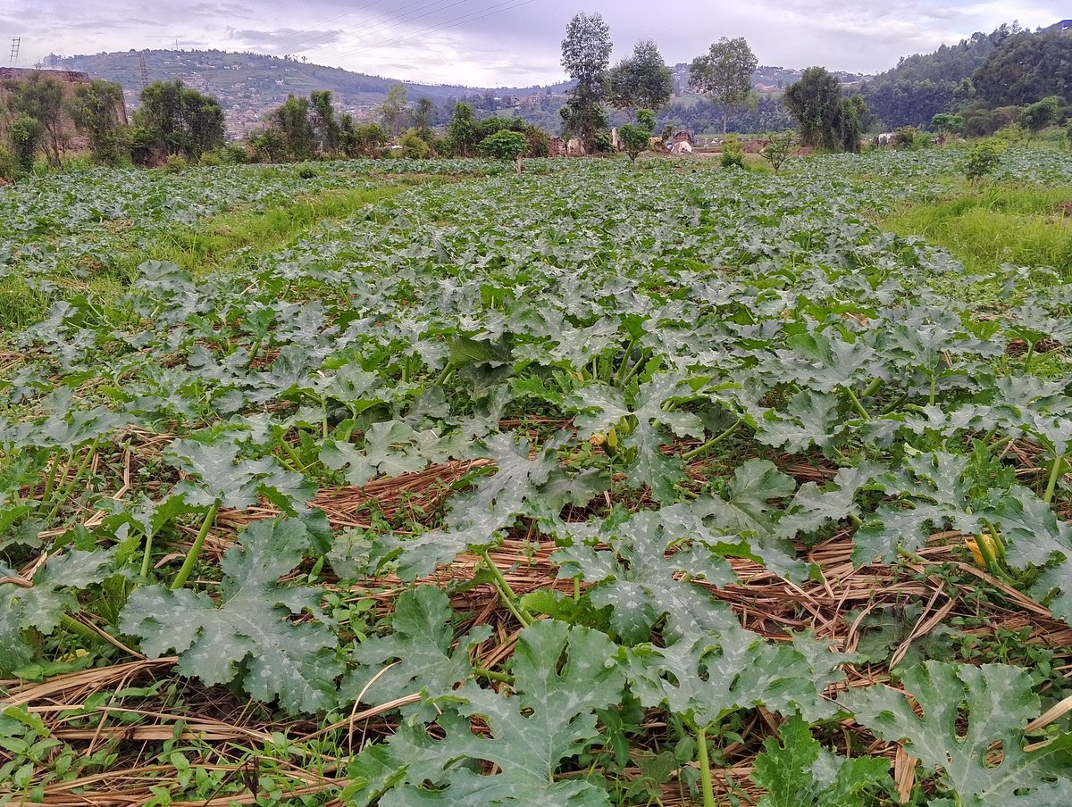 Courgette zahinzwe muri <a href="/Duhinge1/">DUHINGE ISHIMWE COMPANY Ltd</a> <a href="/CityofKigali/">City of Kigali</a> bidatinze ziraba zeze abakunzi ba courgette tubahaye ikaze muze mwihahire muminsi mike ziraba zeze mubyiciro bitandukanye.<a href="/eSoko_Minagri/">eSoKo-MINAGRI</a> <a href="/RwandaAgri/">Ministry of Agriculture & Animal Resources |Rwanda</a>