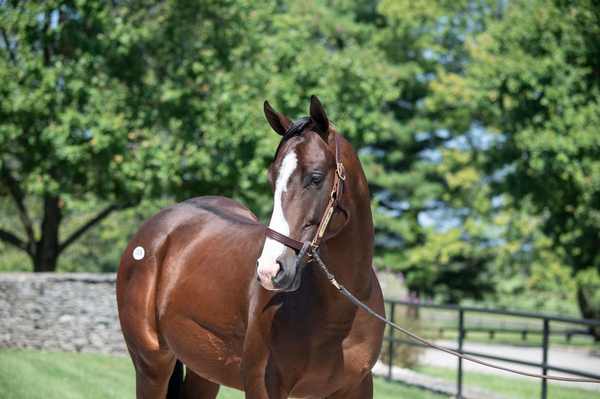 A HUGE shoutout to #TMGRAD INVICTUS as he threw it into gear to break his maiden at <a href="/keenelandracing/">Keeneland Racing</a>! Congratulations to Owners: <a href="/WinStarFarm/">WinStar Farm</a> &amp; <a href="/Chinahorseclub/">China Horse Club</a> and Breeder Joel Politi! <a href="/TomAmossRacing/">Tom Amoss Racing</a> <a href="/HayleyMAmoss/">Hayley M. Amoss</a> <a href="/bradcoxracing/">Brad H. Cox Racing</a> 🏆🏇