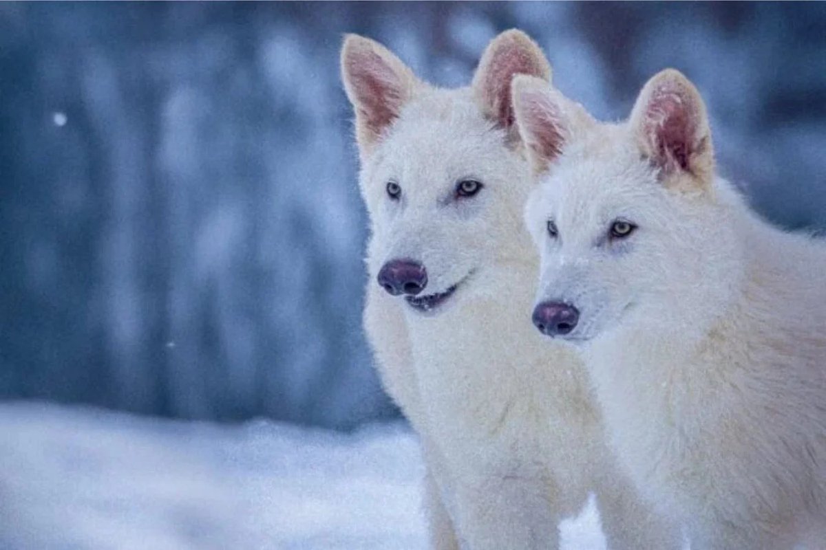 TendenciaCRnews's tweet photo. Científicos de una empresa de biotecnología aseguran haber revivido al mítico "lobo terrible", una especie extinta hace más de diez mil años. Revista Time explica que se realizó mediante ingeniería genética.

#TendenciaCR https://t.co/m3zMQLw3V5