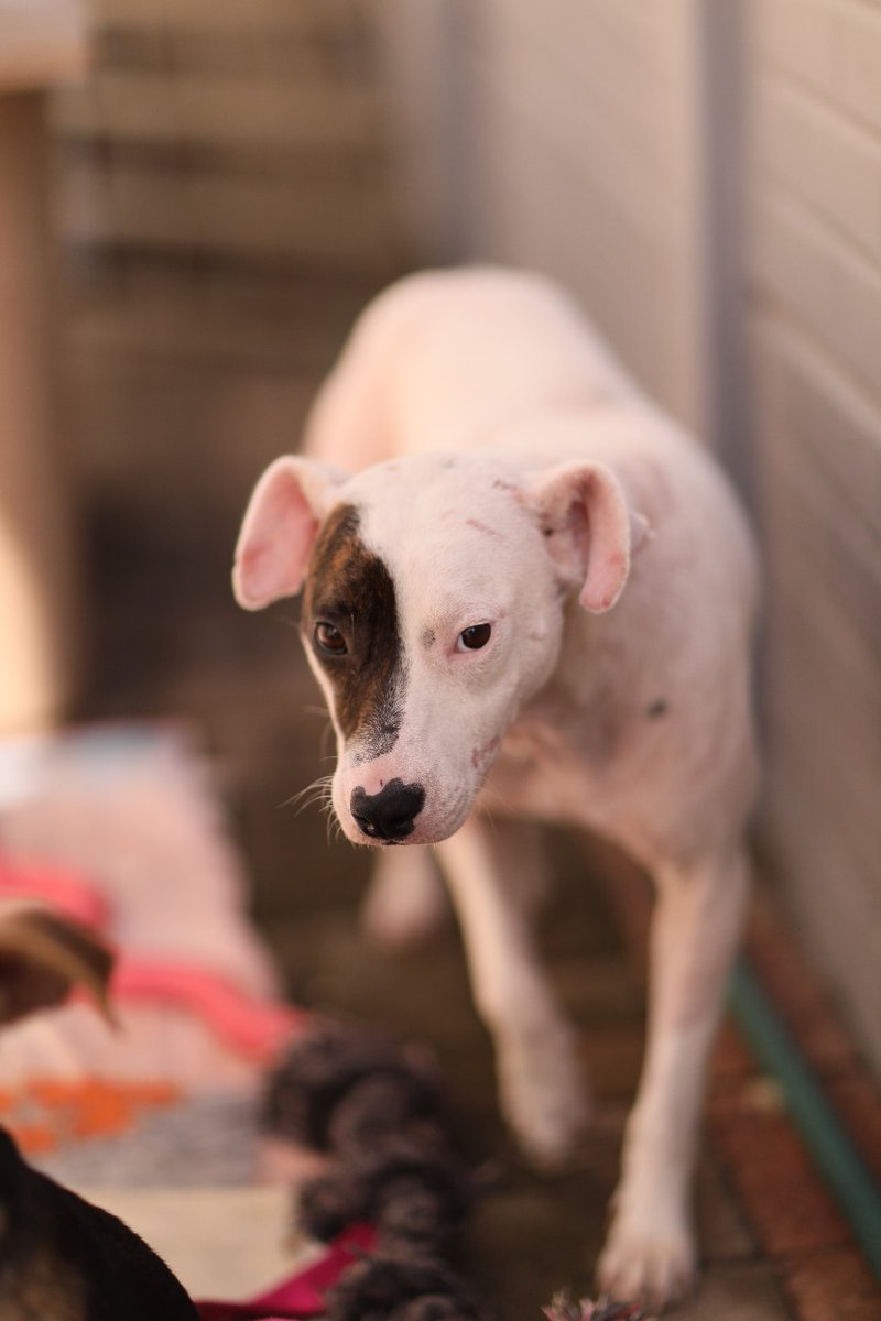 lolsielove's tweet photo. Mommy and pup still needs a forever home!! Please share for me, they really can not stay with the foster anymore, if I can not find a home they must go to a shelter, and after all they have been through they do not deserve that https://t.co/lHPVlCjvis